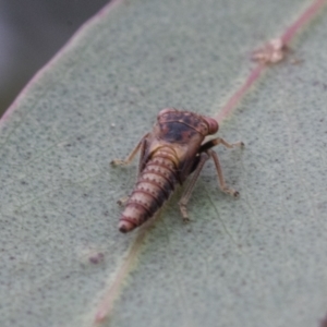 Cicadellidae (family) at Fyshwick, ACT - 10 Feb 2021