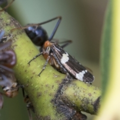 Eurymeloides punctata (Gumtree hopper) at Fyshwick, ACT - 10 Feb 2021 by AlisonMilton