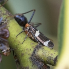 Eurymeloides punctata (Gumtree hopper) at Fyshwick, ACT - 9 Feb 2021 by AlisonMilton