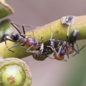 Iridomyrmex purpureus at Fyshwick, ACT - 10 Feb 2021