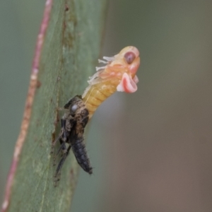 Cicadellidae (family) at Fyshwick, ACT - 10 Feb 2021