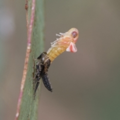 Cicadellidae (family) at Fyshwick, ACT - 10 Feb 2021