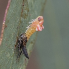 Cicadellidae (family) at Fyshwick, ACT - 10 Feb 2021