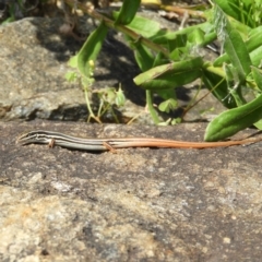 Ctenotus taeniolatus (Copper-tailed Skink) at ANBG - 10 Feb 2021 by MatthewFrawley