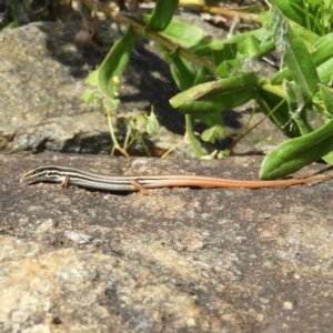 Ctenotus taeniolatus at Acton, ACT - 10 Feb 2021