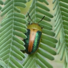 Calomela parilis (Leaf beetle) at Jacka, ACT - 14 Feb 2021 by HarveyPerkins