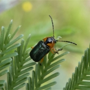 Aporocera (Aporocera) consors at Jacka, ACT - 14 Feb 2021