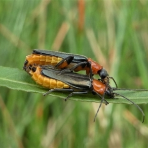 Chauliognathus tricolor at Jacka, ACT - 14 Feb 2021 12:03 PM