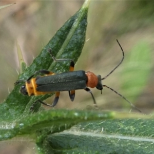 Chauliognathus tricolor at Jacka, ACT - 14 Feb 2021 12:03 PM