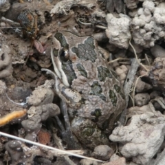 Limnodynastes tasmaniensis (Spotted Grass Frog) at Jacka, ACT - 14 Feb 2021 by HarveyPerkins