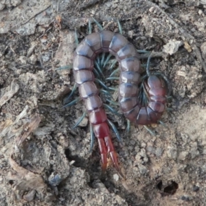 Scolopendra sp. (genus) at Jacka, ACT - 14 Feb 2021