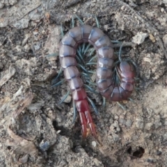 Scolopendra sp. (genus) (Centipede) at Jacka, ACT - 14 Feb 2021 by HarveyPerkins