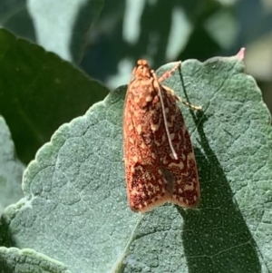 Syringoseca rhodoxantha at Murrumbateman, NSW - 15 Feb 2021