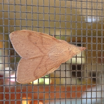 Pararguda nasuta (Wattle Snout Moth) at Crooked Corner, NSW - 3 Oct 2015 by Milly