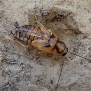 Robshelfordia sp. (genus) at Jacka, ACT - 14 Feb 2021 01:48 PM