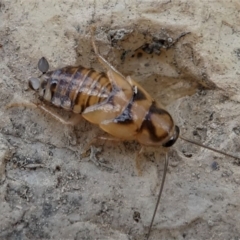 Robshelfordia sp. (genus) (A Shelford cockroach) at Jacka, ACT - 14 Feb 2021 by HarveyPerkins