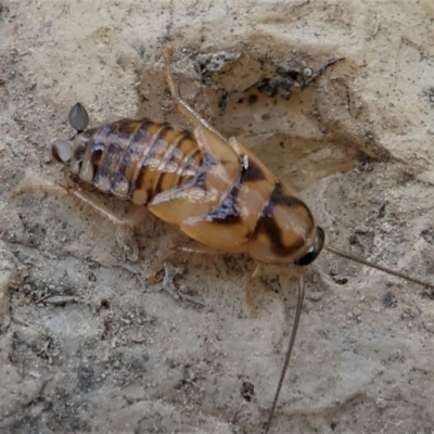 Robshelfordia sp. (genus) (A Shelford cockroach) at Jacka, ACT - 14 Feb 2021 by HarveyPerkins