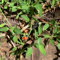 Einadia nutans subsp. nutans (Climbing Saltbush) at Murrumbateman, NSW - 15 Feb 2021 by SimoneC