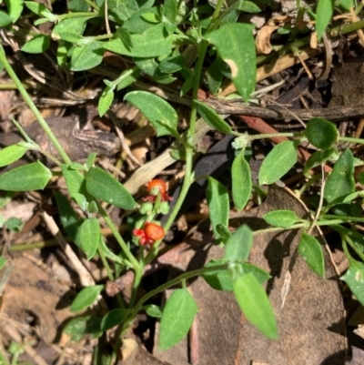 Einadia nutans subsp. nutans (Climbing Saltbush) at Murrumbateman, NSW - 15 Feb 2021 by SimoneC