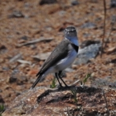 Epthianura albifrons (White-fronted Chat) at National Arboretum Forests - 15 Feb 2021 by JohnBundock