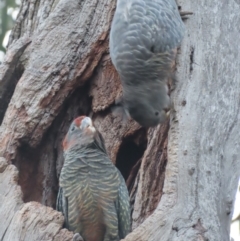 Callocephalon fimbriatum at Red Hill, ACT - 15 Feb 2021