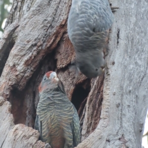 Callocephalon fimbriatum at Red Hill, ACT - 15 Feb 2021