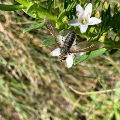 Comptosia apicalis (A bee fly) at Murrumbateman, NSW - 15 Feb 2021 by SimoneC