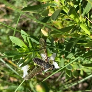 Comptosia apicalis at Murrumbateman, NSW - 15 Feb 2021