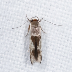 Stathmopoda megathyma at Melba, ACT - 14 Feb 2021 11:14 PM