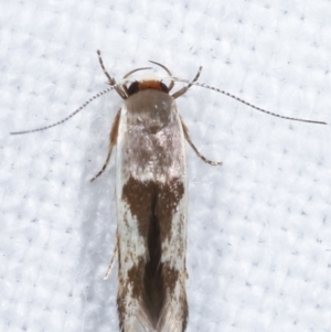 Stathmopoda megathyma at Melba, ACT - 14 Feb 2021 11:14 PM