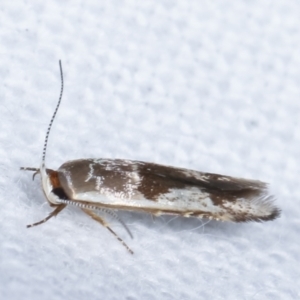 Stathmopoda megathyma at Melba, ACT - 14 Feb 2021 11:14 PM