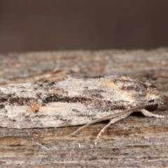 Agriophara dyscapna at Melba, ACT - 15 Feb 2021 12:15 AM