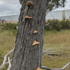 Truncospora ochroleuca at Bruce, ACT - 13 Feb 2021 by isopeda