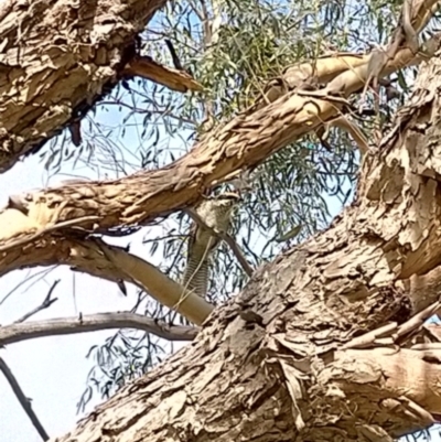 Eudynamys orientalis (Pacific Koel) at Scullin, ACT - 15 Feb 2021 by Kurt