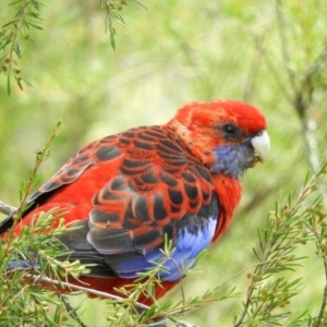 Platycercus elegans at Downer, ACT - 10 Feb 2021