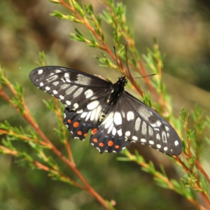Papilio anactus at Downer, ACT - 10 Feb 2021 02:34 PM