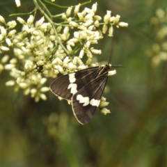 Nyctemera amicus (Senecio Moth, Magpie Moth, Cineraria Moth) at Downer, ACT - 10 Feb 2021 by MatthewFrawley