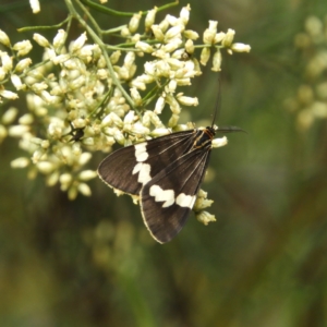 Nyctemera amicus at Downer, ACT - 10 Feb 2021