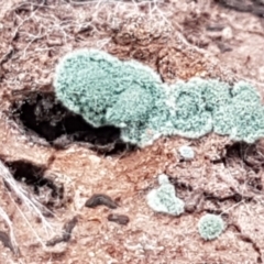 Trichoderma 'green fluffy' at Gungaderra Grasslands - 16 Feb 2021 by trevorpreston