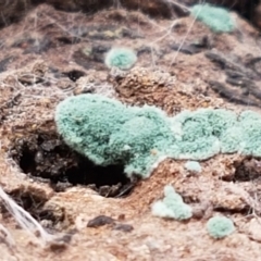 Trichoderma 'green fluffy' at Crace, ACT - 16 Feb 2021