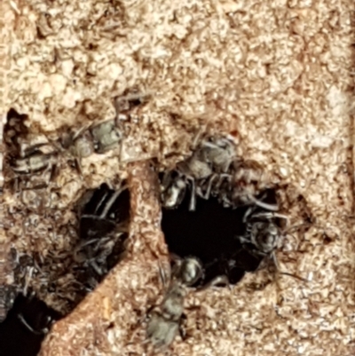 Rhytidoponera sp. (genus) (Rhytidoponera ant) at Crace, ACT - 15 Feb 2021 by tpreston