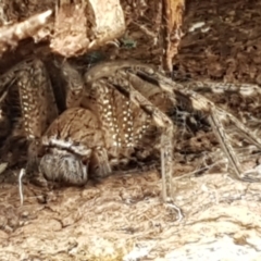 Neosparassus sp. (genus) (Unidentified Badge huntsman) at Crace, ACT - 15 Feb 2021 by tpreston