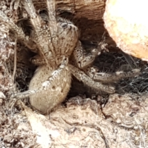 Neosparassus sp. (genus) at Crace, ACT - 16 Feb 2021