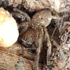 Neosparassus sp. (genus) at Crace, ACT - 16 Feb 2021