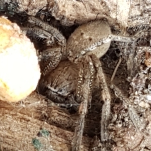 Neosparassus sp. (genus) at Crace, ACT - 16 Feb 2021