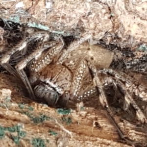 Neosparassus sp. (genus) at Crace, ACT - 16 Feb 2021