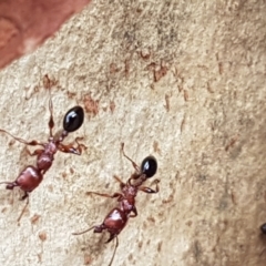 Podomyrma gratiosa (Muscleman tree ant) at Crace, ACT - 15 Feb 2021 by tpreston