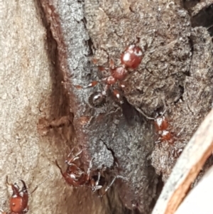 Podomyrma gratiosa at Crace, ACT - 16 Feb 2021