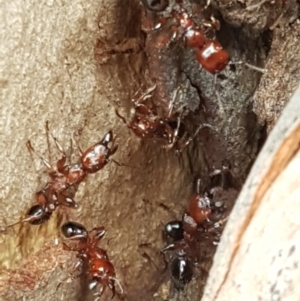 Podomyrma gratiosa at Crace, ACT - 16 Feb 2021 10:39 AM