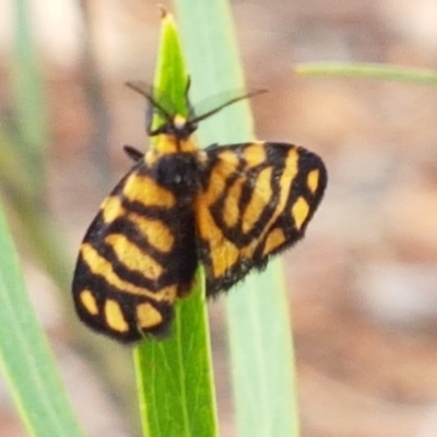 Asura lydia (Lydia Lichen Moth) at Crace, ACT - 15 Feb 2021 by tpreston